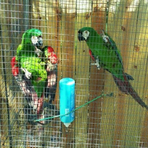 Severe Macaw Male Pairs