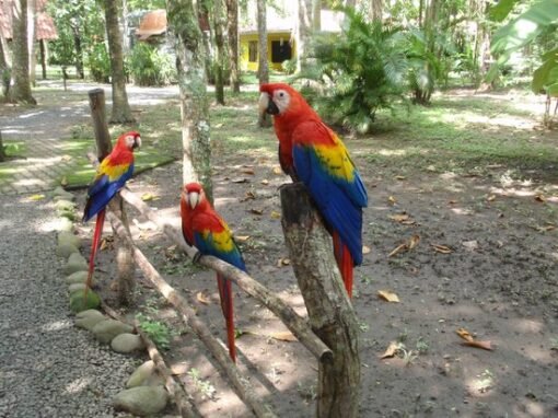 Scarlet Macaw Breeder Pairs For Sale