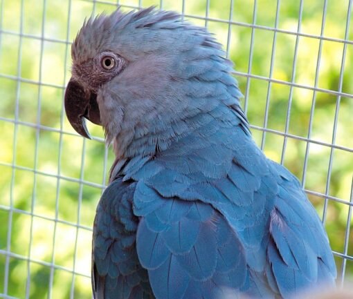 Spix's Macaw For-Sale