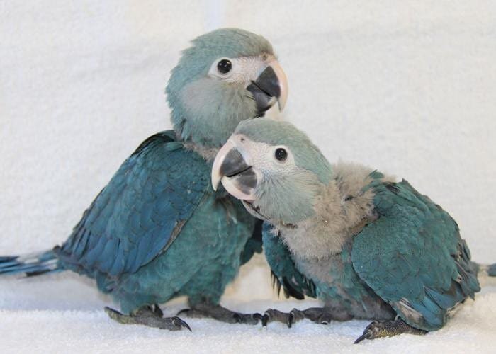 Baby Spix's Macaw Babies