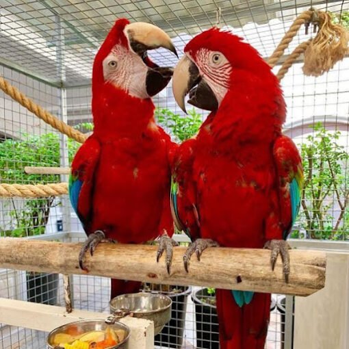 Greenwing Macaw Pairs Parrot
