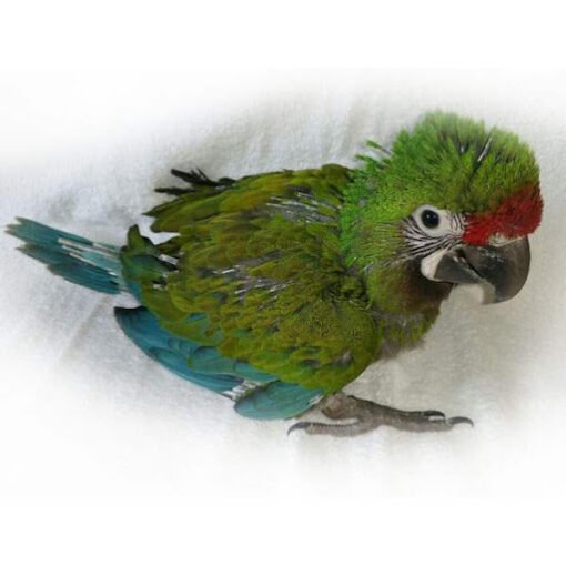 Baby Military Macaw