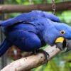 Female Hyacinth Macaw Europe for sale